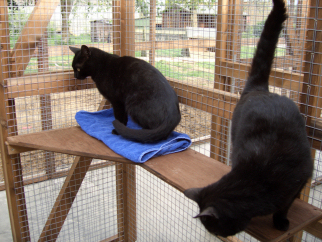 Cats at home at Radmore Farm Cattery